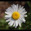 daisymay09_